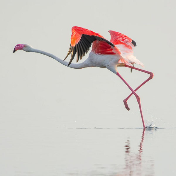 Flamingo Park in Cagliari 4