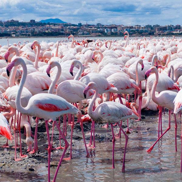 Flamingo Park in Cagliari 2