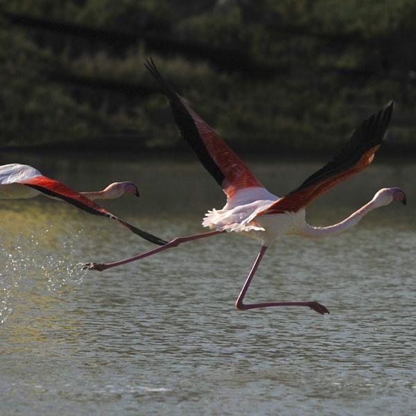 Flamingo Park in Cagliari 3