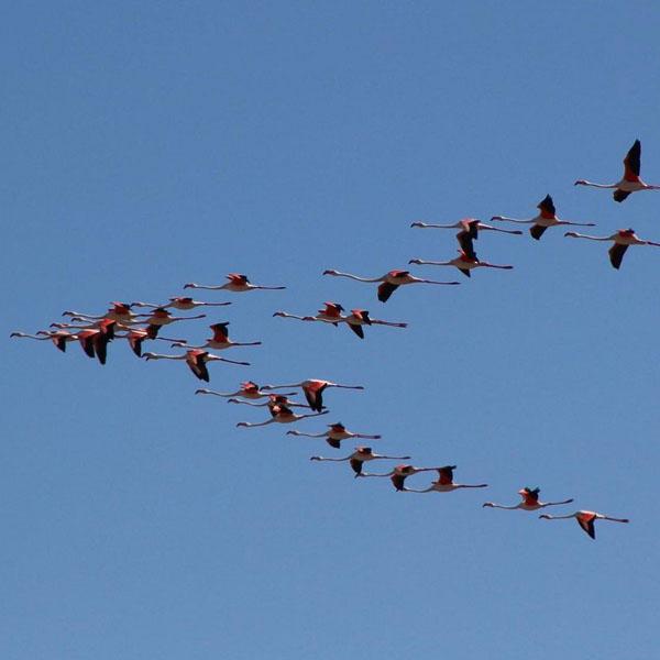 Flamingo Park in Cagliari 5